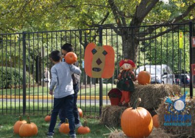 Pumpkin Patch